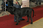 bygodszcz  2008 mastif neapolitański
