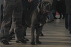 bygodszcz  2008 mastif neapolitański