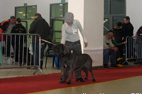 bygodszcz  2008 mastif neapolitański