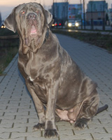 mastino napoletano
