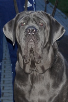 mastino napoletano