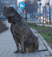 mastino napoletano