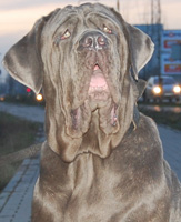 mastino napoletano