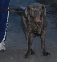 mastino napoletano