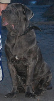 mastino napoletano