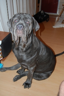 mastino napoletano