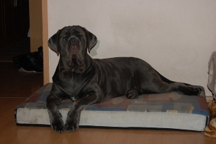 mastino napoletano