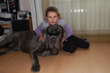 mastino napoletano