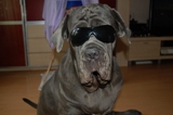 mastino napoletano