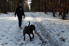 mastino napoletano