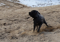 mastino napoletano