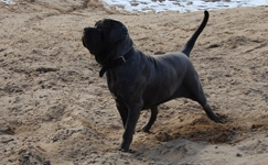 mastino napoletano