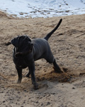 mastino napoletano
