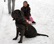 mastino napoletano