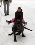 mastino napoletano