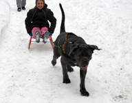 mastino napoletano