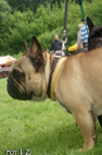 Radom 2008