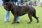 Radom 2008