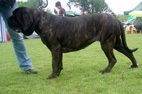 Radom 2008