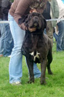 Radom 2008