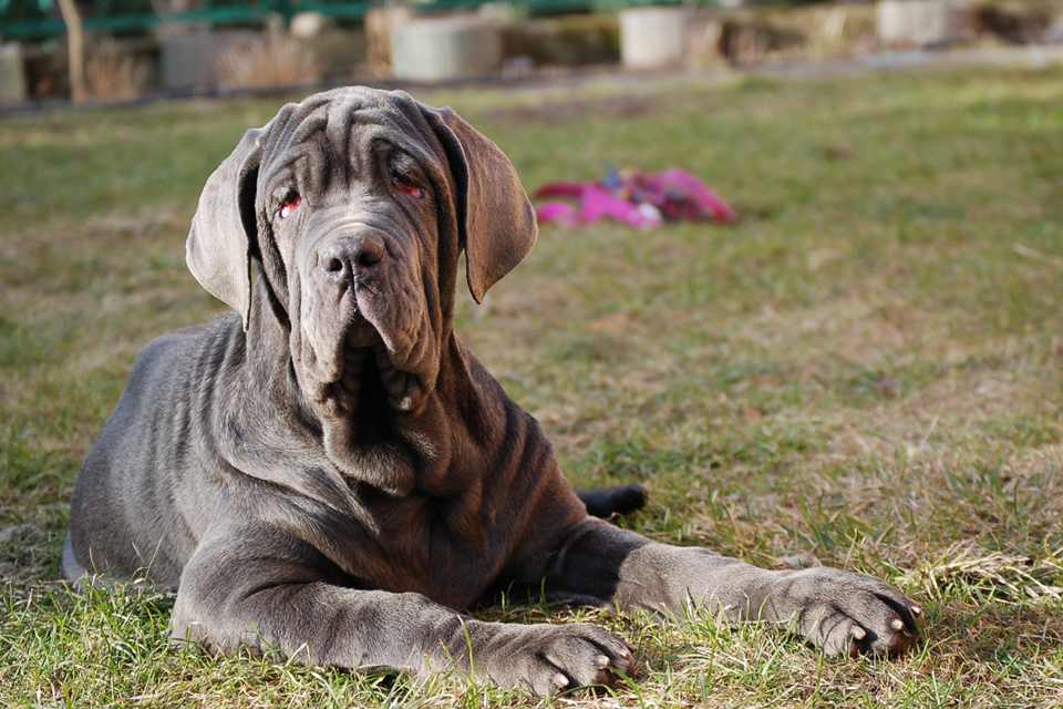 mastino