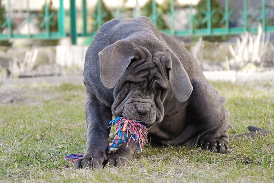 mastino
