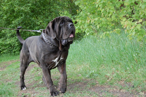 Mastino napoletano - Brigitte