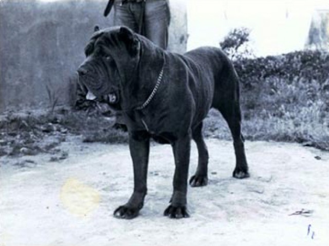 mastif neapolitański