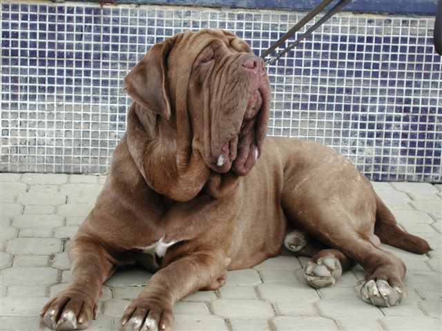 Alphonso of the Thatch Roof