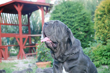 Mastino napoletano