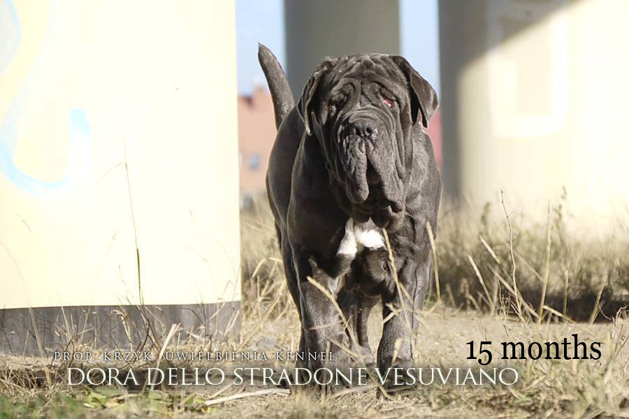 Mastino napoletano