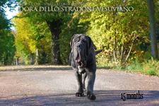 Mastino napoletano