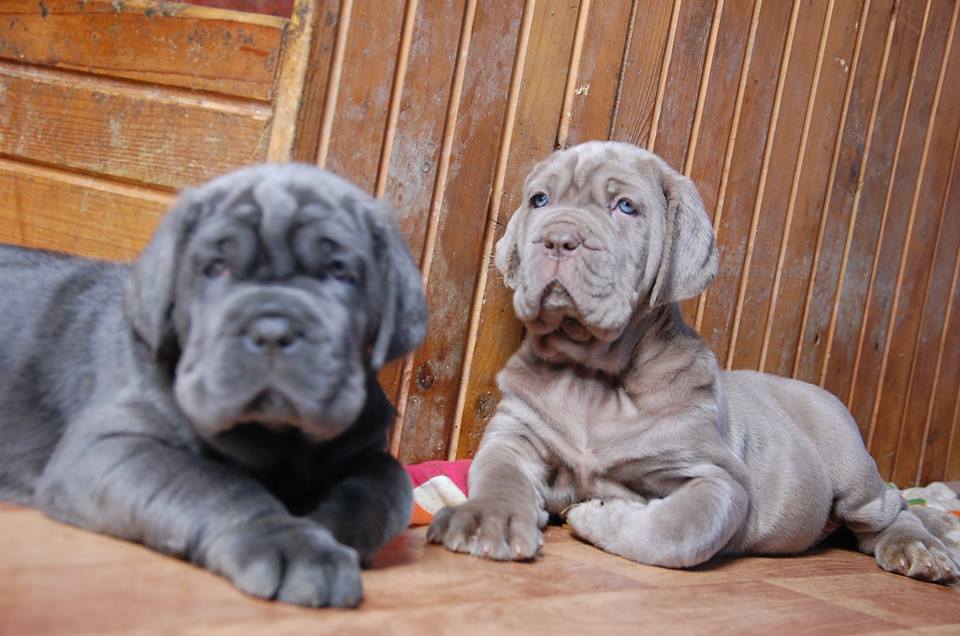 Mastino puppies