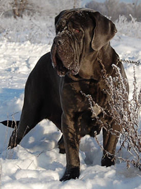 nepaolitan mastiff - BAJKA Krzyk Uwielbienia FCI
