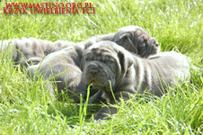 Mastino napoletano