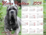 kalendarz mastino napoletano