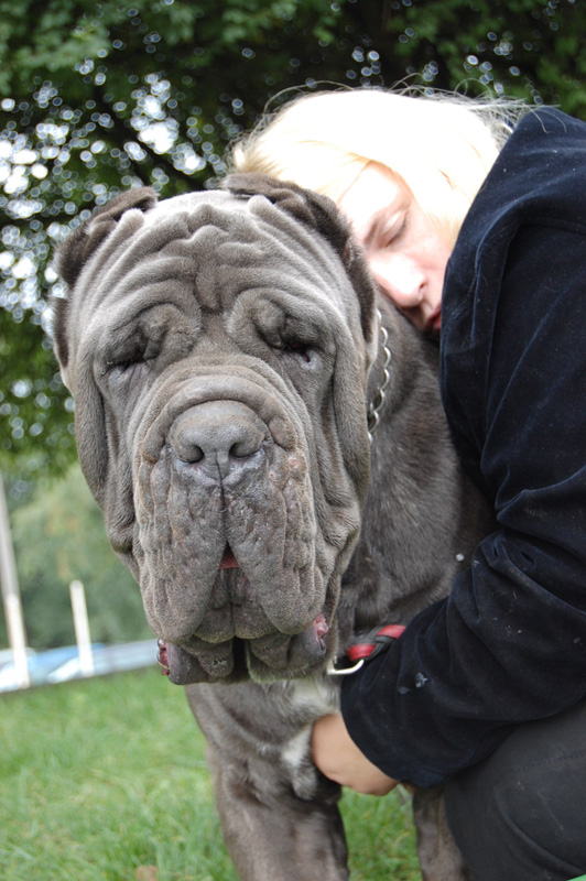 Mastino Napoletano Ulisse