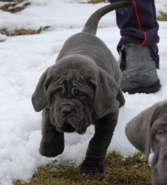 mastino napoletano