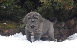 mastino napoletano
