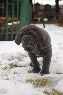 mastino napoletano