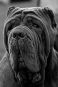 Mastino napoletano