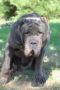 Mastino napoletano