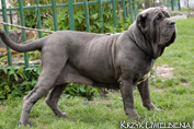 Mastino napoletano