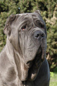 Mastino napoletano