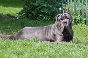 Mastino napoletano