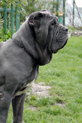 Mastino napoletano