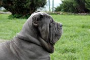 Mastino napoletano