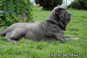 Mastino napoletano