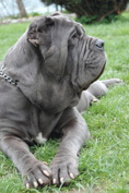 Mastino napoletano