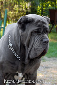 Mastino napoletano